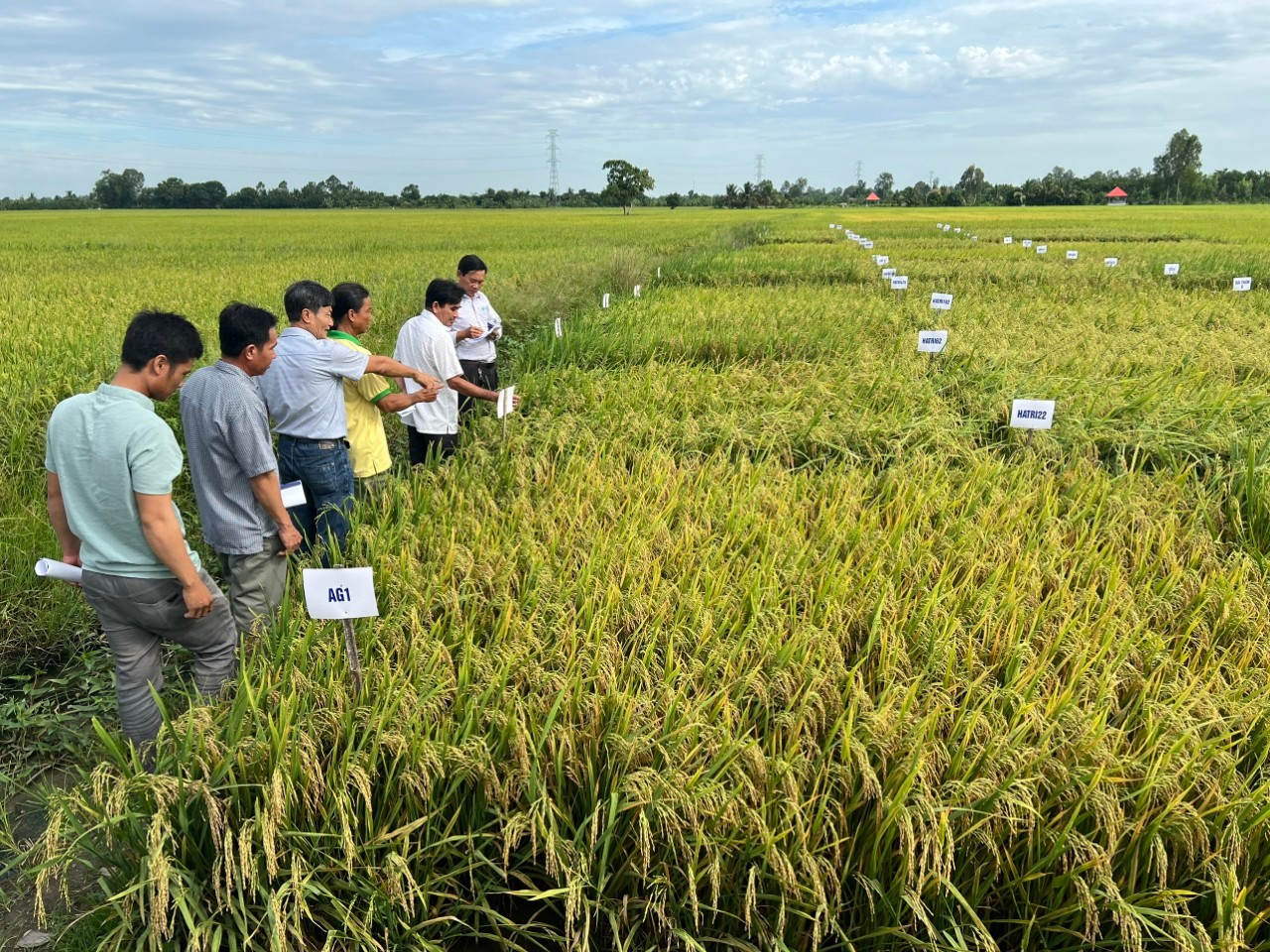 Các giống lúa chống chịu &nbsp;khô hạn và phẩm chất được Chi hội chuyển giao tại An Giang