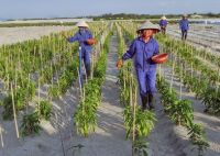 Quy trình Kỹ thuật và Công nghệ sản xuất giống cây trồng, vật nuôi